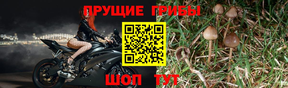 Улан-Удэ  Галлюциногенные грибы Magic Shrooms  Вход с VPN 